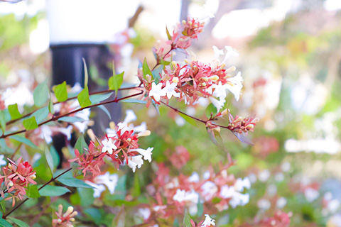 いやさか腎クリニック